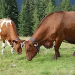 Hochkrimml-gerlosplatte * Krimml