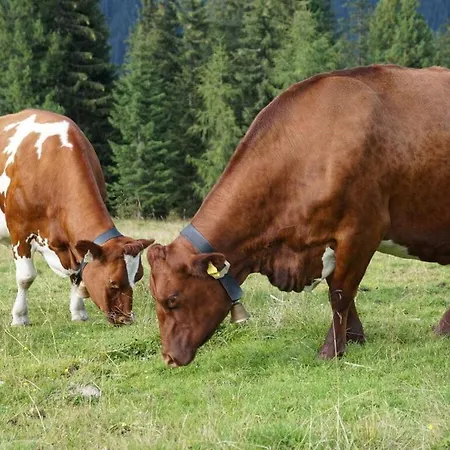 Hochkrimml-gerlosplatte * Krimml